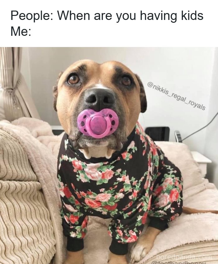 106 Times Dogs Were So Funny They Had To Be Turned Into Amazing Memes 106 Times Dogs Were So Funny They Had To Be Turned Into Amazing Memes