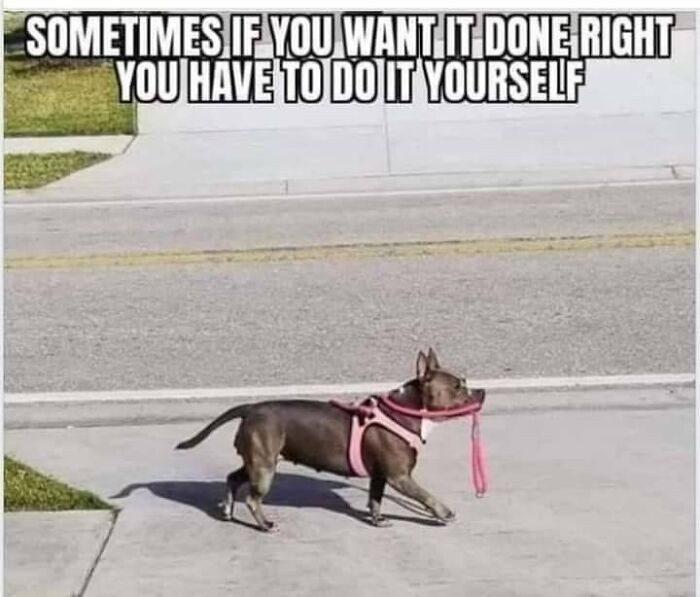 106 Times Dogs Were So Funny They Had To Be Turned Into Amazing Memes 106 Times Dogs Were So Funny They Had To Be Turned Into Amazing Memes