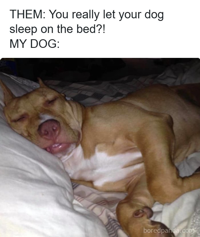 106 Times Dogs Were So Funny They Had To Be Turned Into Amazing Memes 106 Times Dogs Were So Funny They Had To Be Turned Into Amazing Memes