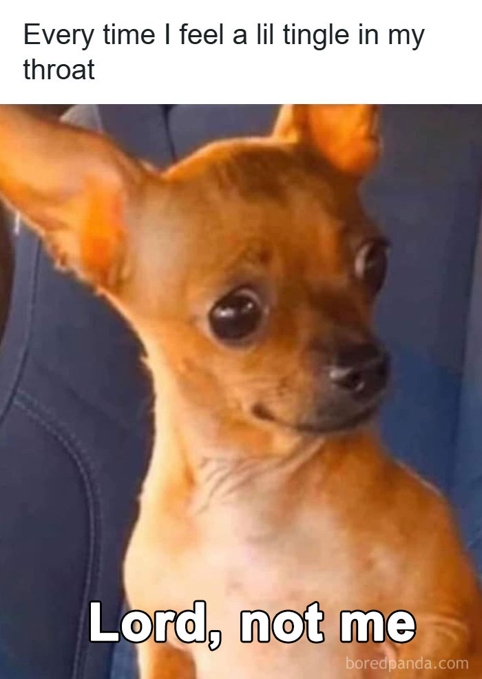 106 Times Dogs Were So Funny They Had To Be Turned Into Amazing Memes 106 Times Dogs Were So Funny They Had To Be Turned Into Amazing Memes