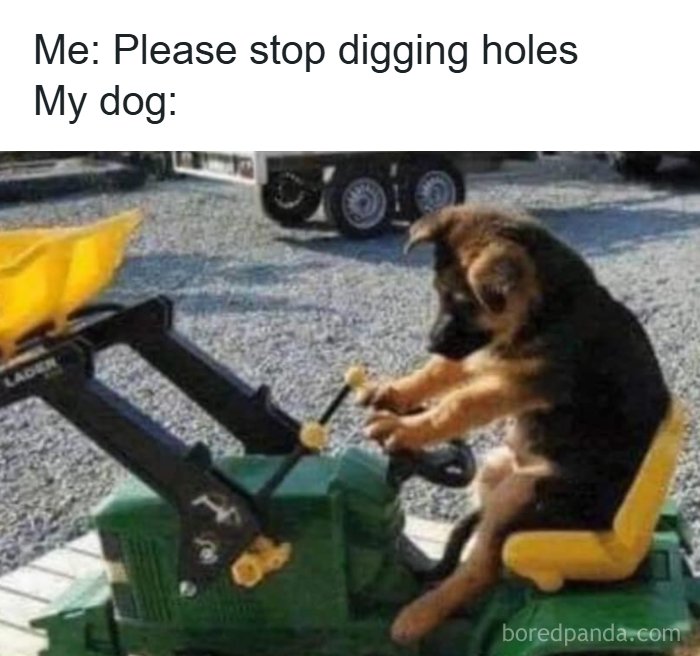106 Times Dogs Were So Funny They Had To Be Turned Into Amazing Memes 106 Times Dogs Were So Funny They Had To Be Turned Into Amazing Memes