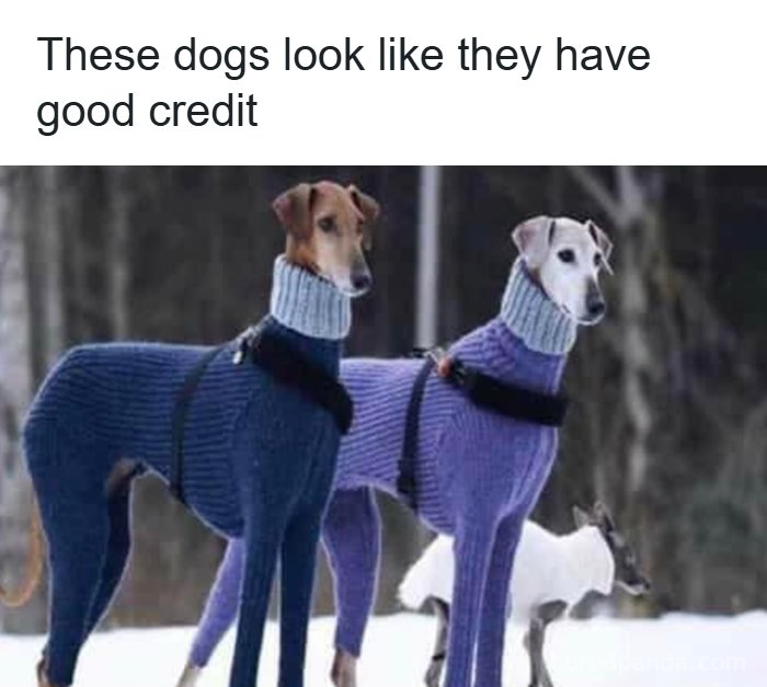 106 Times Dogs Were So Funny They Had To Be Turned Into Amazing Memes 106 Times Dogs Were So Funny They Had To Be Turned Into Amazing Memes