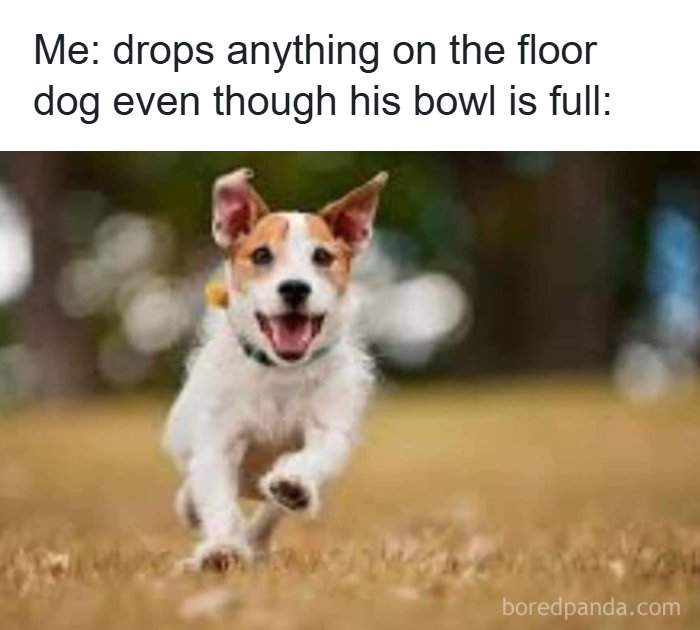106 Times Dogs Were So Funny They Had To Be Turned Into Amazing Memes 106 Times Dogs Were So Funny They Had To Be Turned Into Amazing Memes