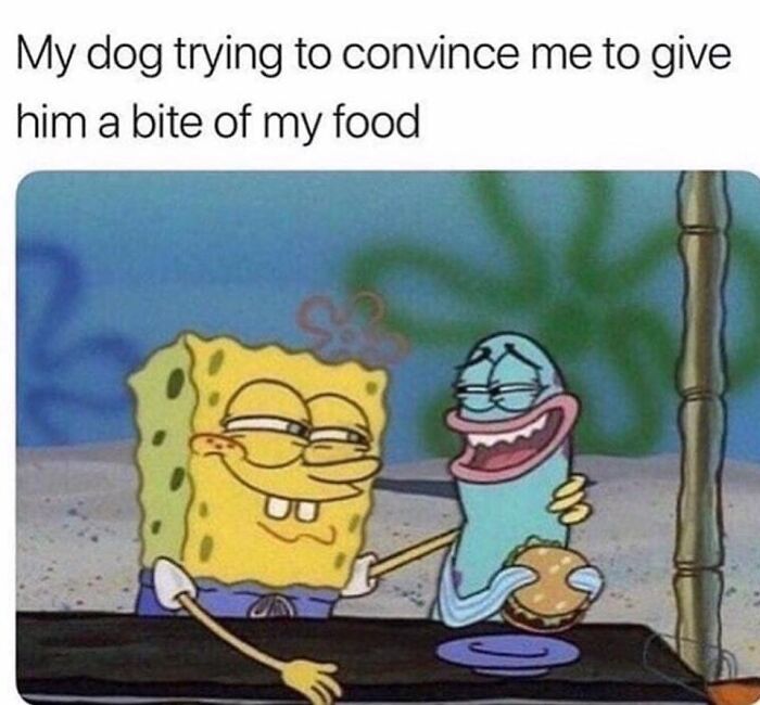 106 Times Dogs Were So Funny They Had To Be Turned Into Amazing Memes 106 Times Dogs Were So Funny They Had To Be Turned Into Amazing Memes