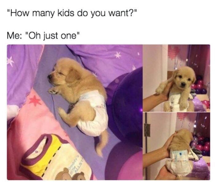 106 Times Dogs Were So Funny They Had To Be Turned Into Amazing Memes 106 Times Dogs Were So Funny They Had To Be Turned Into Amazing Memes