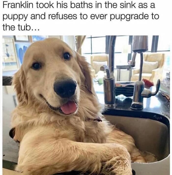 106 Times Dogs Were So Funny They Had To Be Turned Into Amazing Memes 106 Times Dogs Were So Funny They Had To Be Turned Into Amazing Memes