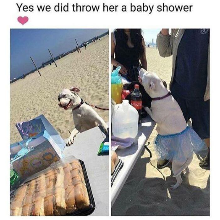 106 Times Dogs Were So Funny They Had To Be Turned Into Amazing Memes 106 Times Dogs Were So Funny They Had To Be Turned Into Amazing Memes