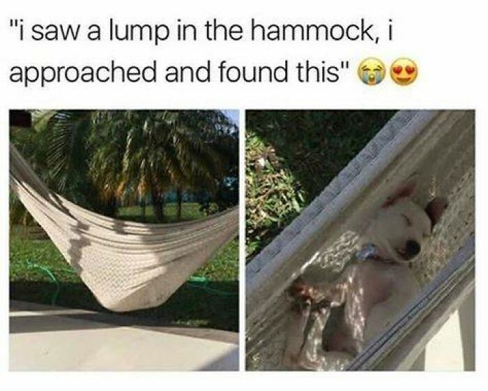 106 Times Dogs Were So Funny They Had To Be Turned Into Amazing Memes 106 Times Dogs Were So Funny They Had To Be Turned Into Amazing Memes