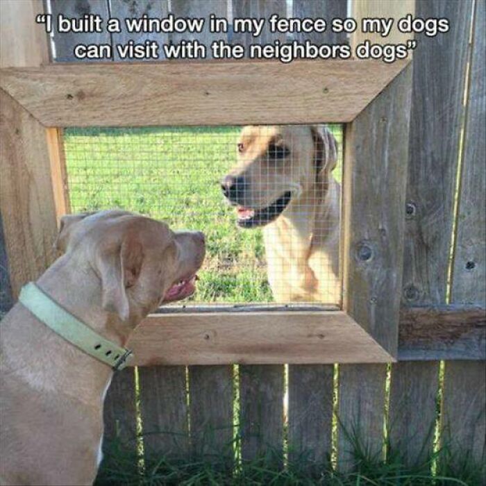 106 Times Dogs Were So Funny They Had To Be Turned Into Amazing Memes 106 Times Dogs Were So Funny They Had To Be Turned Into Amazing Memes