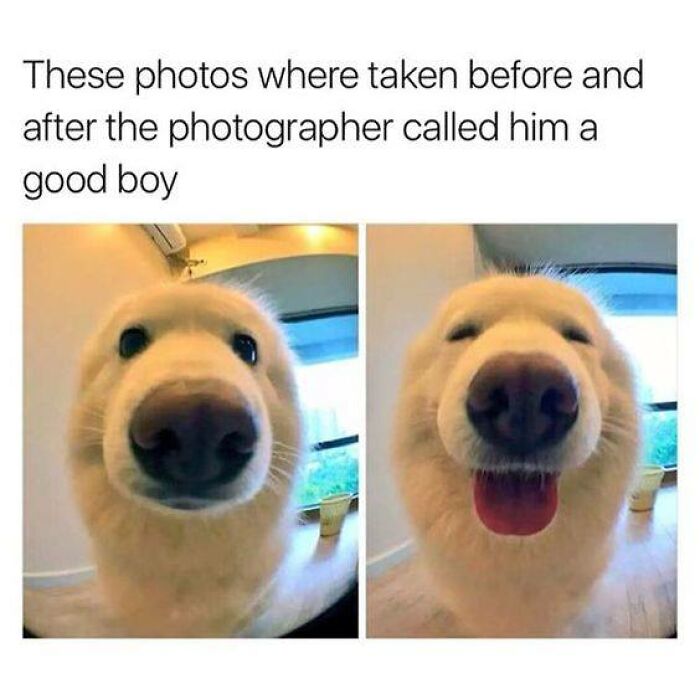 106 Times Dogs Were So Funny They Had To Be Turned Into Amazing Memes 106 Times Dogs Were So Funny They Had To Be Turned Into Amazing Memes