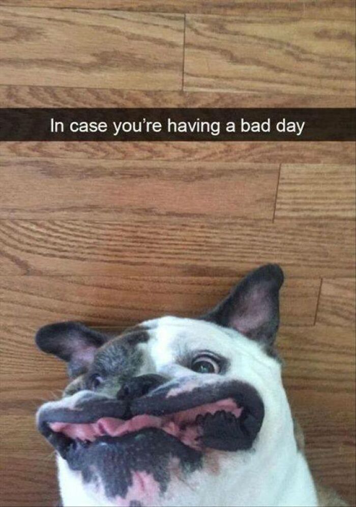 106 Times Dogs Were So Funny They Had To Be Turned Into Amazing Memes 106 Times Dogs Were So Funny They Had To Be Turned Into Amazing Memes