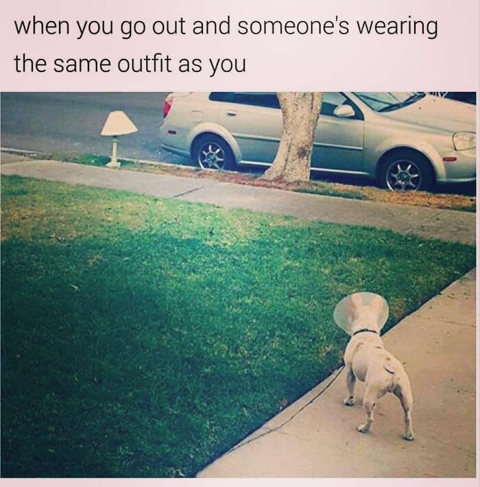 106 Times Dogs Were So Funny They Had To Be Turned Into Amazing Memes 106 Times Dogs Were So Funny They Had To Be Turned Into Amazing Memes