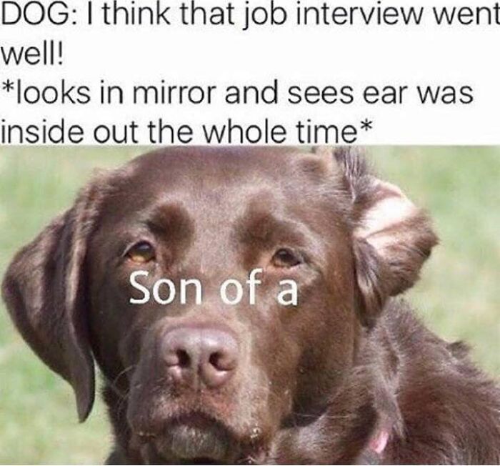 106 Times Dogs Were So Funny They Had To Be Turned Into Amazing Memes 106 Times Dogs Were So Funny They Had To Be Turned Into Amazing Memes