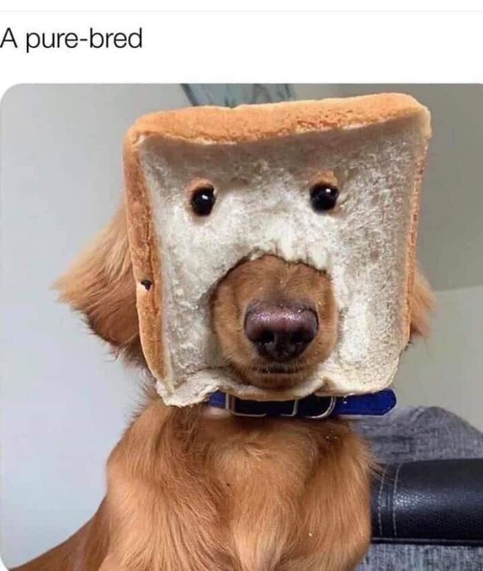106 Times Dogs Were So Funny They Had To Be Turned Into Amazing Memes 106 Times Dogs Were So Funny They Had To Be Turned Into Amazing Memes