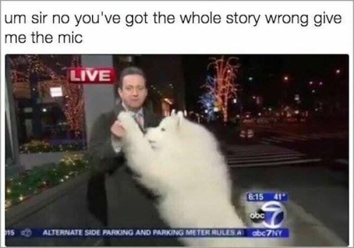 106 Times Dogs Were So Funny They Had To Be Turned Into Amazing Memes 106 Times Dogs Were So Funny They Had To Be Turned Into Amazing Memes