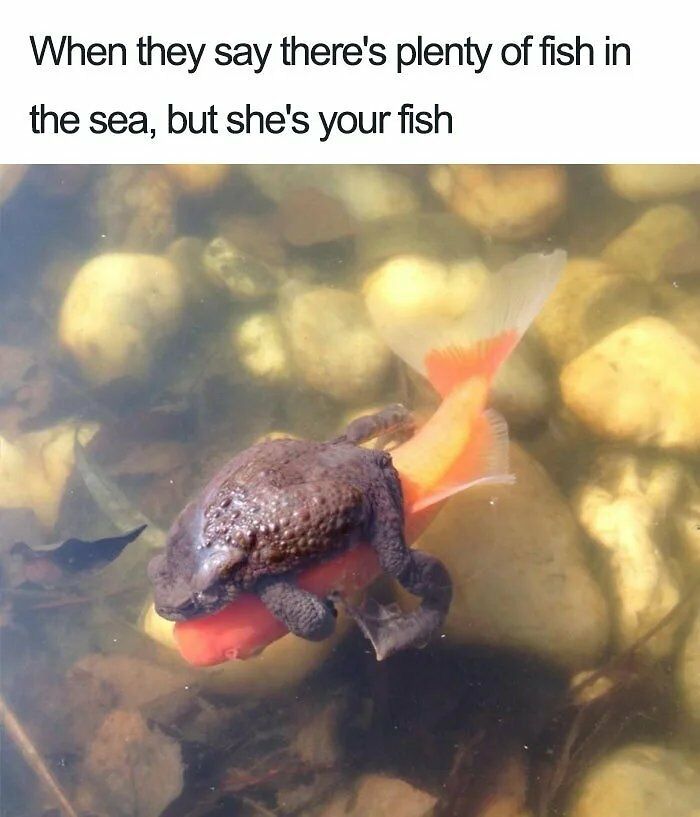 66 Random Memes That Are Pretty Entertaining And Unhinged