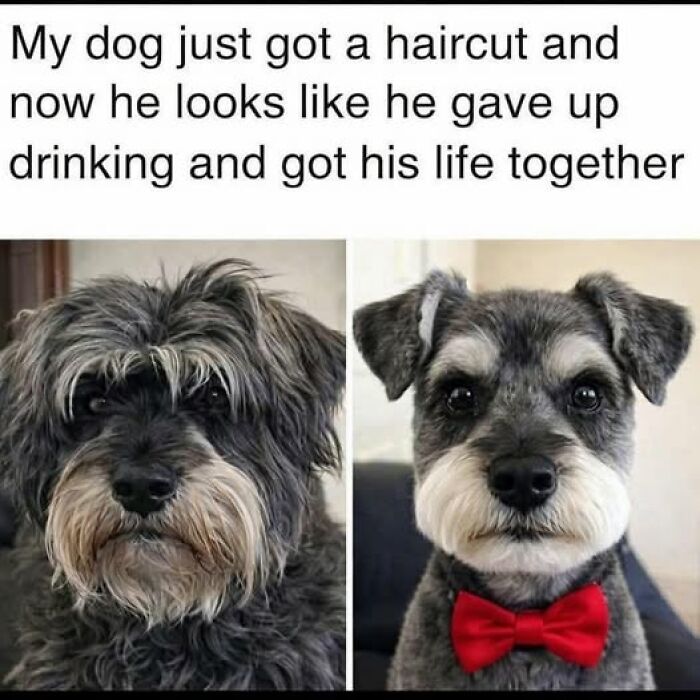 If Everything Is Annoying You Right Now, These 53 Memes Might Help Lighten Your Mood