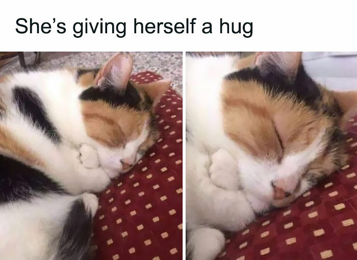 If You Can&rsquo;t Think Of A Better Way To Spend Your Time Than Looking At Cat Memes, These 115 Posts Are For You