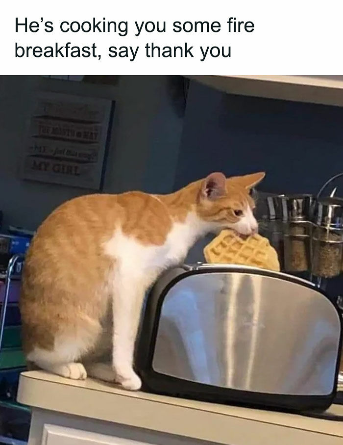 If You Can&rsquo;t Think Of A Better Way To Spend Your Time Than Looking At Cat Memes, These 115 Posts Are For You