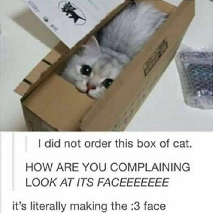 If You Can&rsquo;t Think Of A Better Way To Spend Your Time Than Looking At Cat Memes, These 115 Posts Are For You