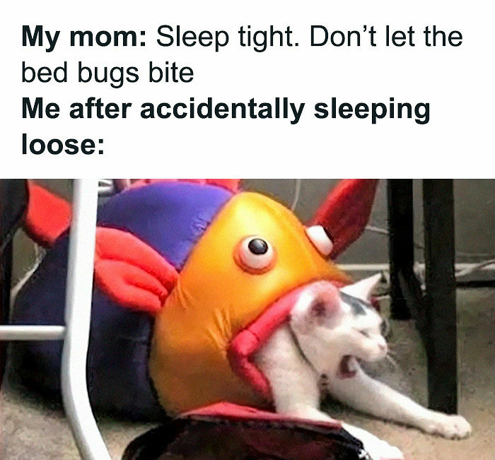 If You Can&rsquo;t Think Of A Better Way To Spend Your Time Than Looking At Cat Memes, These 115 Posts Are For You