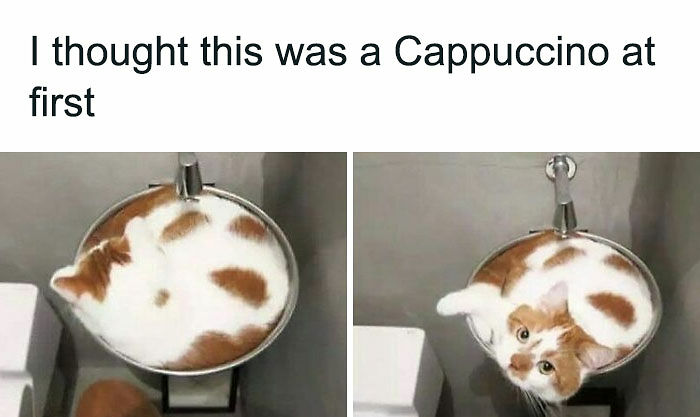 If You Can&rsquo;t Think Of A Better Way To Spend Your Time Than Looking At Cat Memes, These 115 Posts Are For You