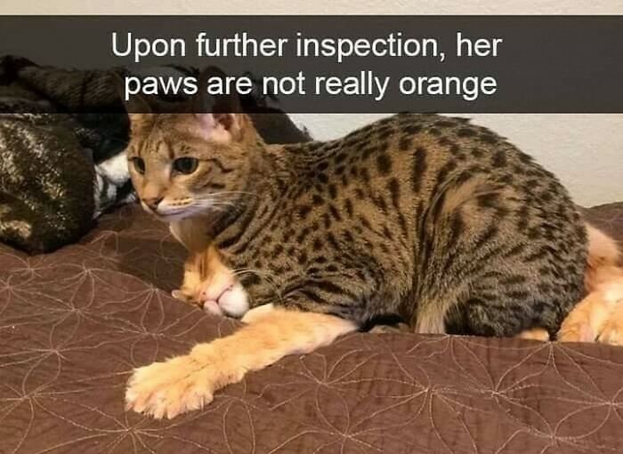 If You Can&rsquo;t Think Of A Better Way To Spend Your Time Than Looking At Cat Memes, These 115 Posts Are For You