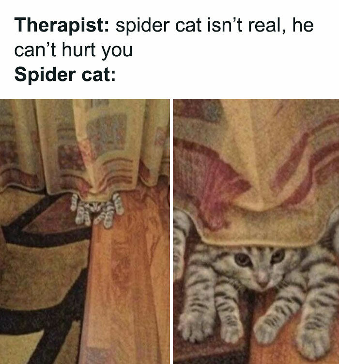 If You Can&rsquo;t Think Of A Better Way To Spend Your Time Than Looking At Cat Memes, These 115 Posts Are For You