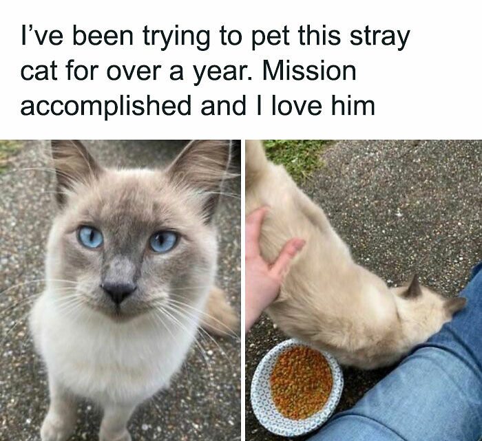 If You Can&rsquo;t Think Of A Better Way To Spend Your Time Than Looking At Cat Memes, These 115 Posts Are For You