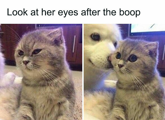 If You Can&rsquo;t Think Of A Better Way To Spend Your Time Than Looking At Cat Memes, These 115 Posts Are For You