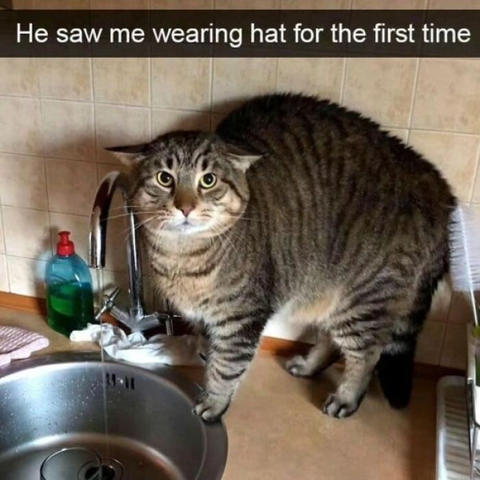 If You Can&rsquo;t Think Of A Better Way To Spend Your Time Than Looking At Cat Memes, These 115 Posts Are For You