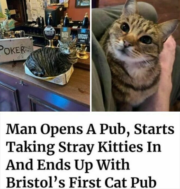 If You Can&rsquo;t Think Of A Better Way To Spend Your Time Than Looking At Cat Memes, These 115 Posts Are For You