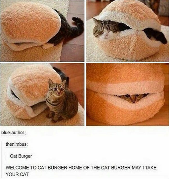 If You Can&rsquo;t Think Of A Better Way To Spend Your Time Than Looking At Cat Memes, These 115 Posts Are For You