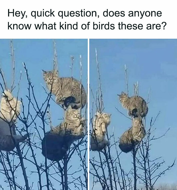 If You Can&rsquo;t Think Of A Better Way To Spend Your Time Than Looking At Cat Memes, These 115 Posts Are For You