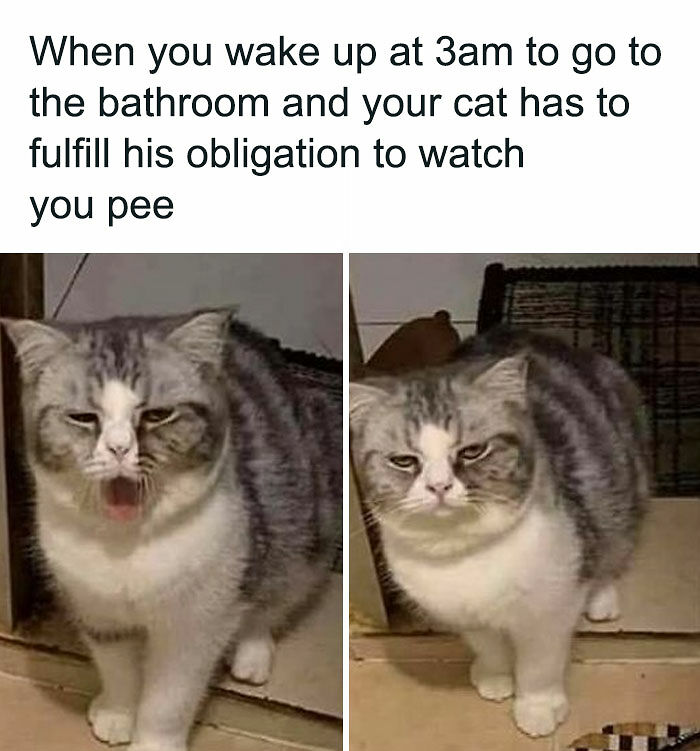 If You Can&rsquo;t Think Of A Better Way To Spend Your Time Than Looking At Cat Memes, These 115 Posts Are For You