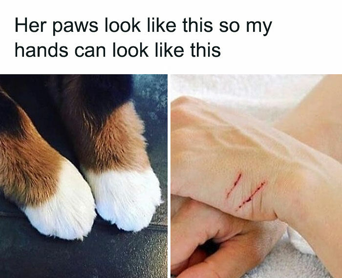 If You Can&rsquo;t Think Of A Better Way To Spend Your Time Than Looking At Cat Memes, These 115 Posts Are For You