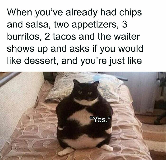 If You Can&rsquo;t Think Of A Better Way To Spend Your Time Than Looking At Cat Memes, These 115 Posts Are For You