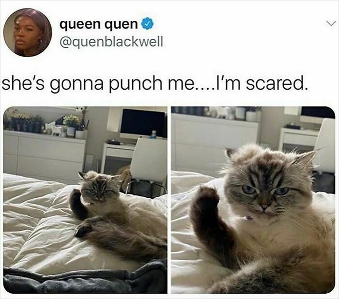 If You Can&rsquo;t Think Of A Better Way To Spend Your Time Than Looking At Cat Memes, These 115 Posts Are For You