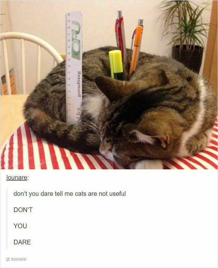 If You Can&rsquo;t Think Of A Better Way To Spend Your Time Than Looking At Cat Memes, These 115 Posts Are For You