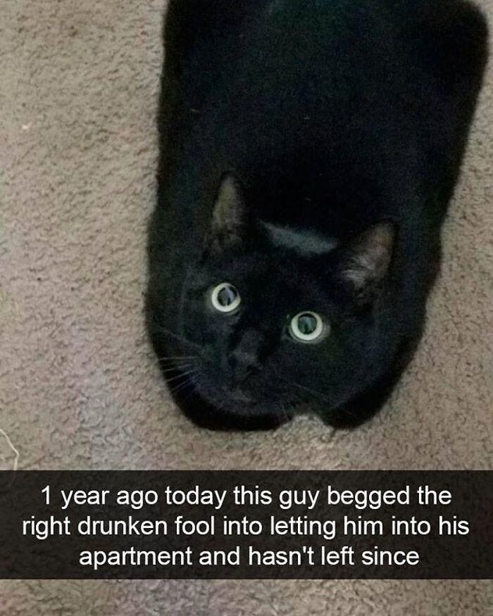 If You Can&rsquo;t Think Of A Better Way To Spend Your Time Than Looking At Cat Memes, These 115 Posts Are For You