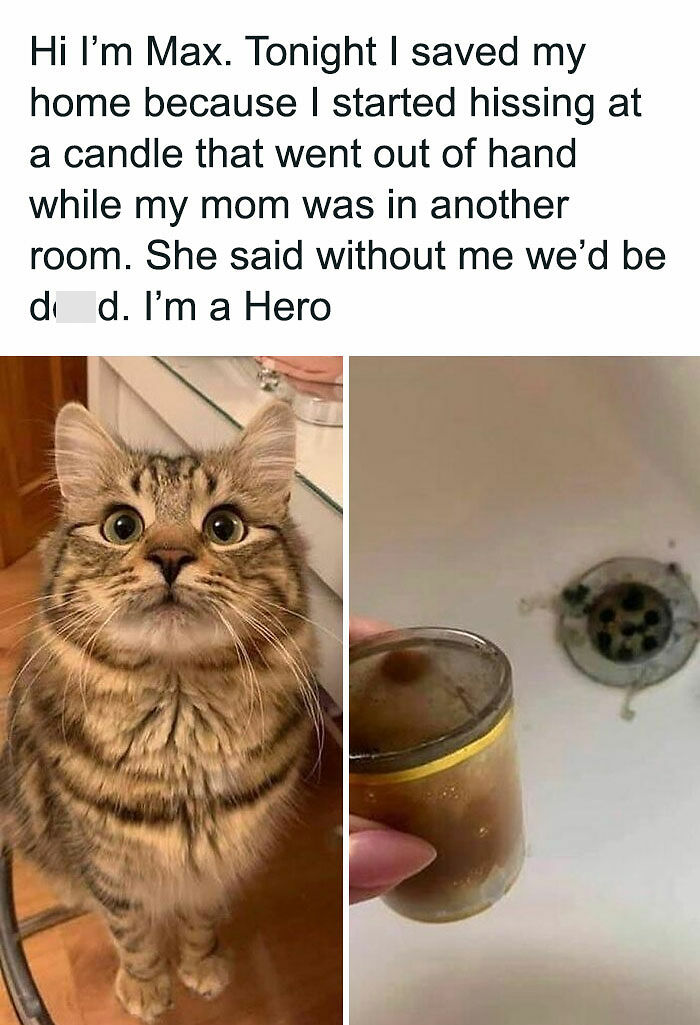 If You Can&rsquo;t Think Of A Better Way To Spend Your Time Than Looking At Cat Memes, These 115 Posts Are For You