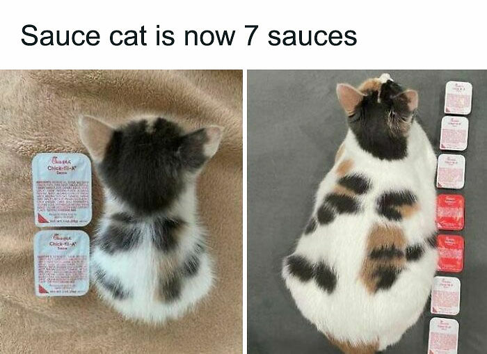 If You Can&rsquo;t Think Of A Better Way To Spend Your Time Than Looking At Cat Memes, These 115 Posts Are For You