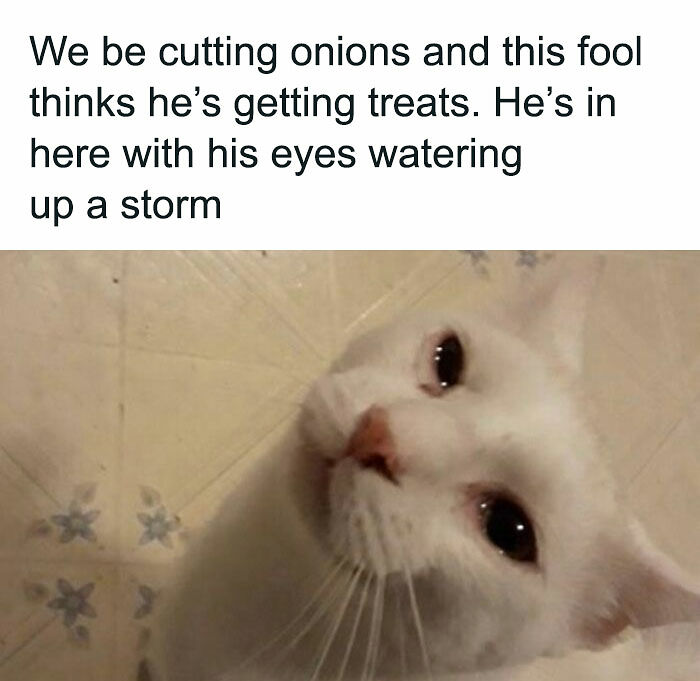 If You Can&rsquo;t Think Of A Better Way To Spend Your Time Than Looking At Cat Memes, These 115 Posts Are For You