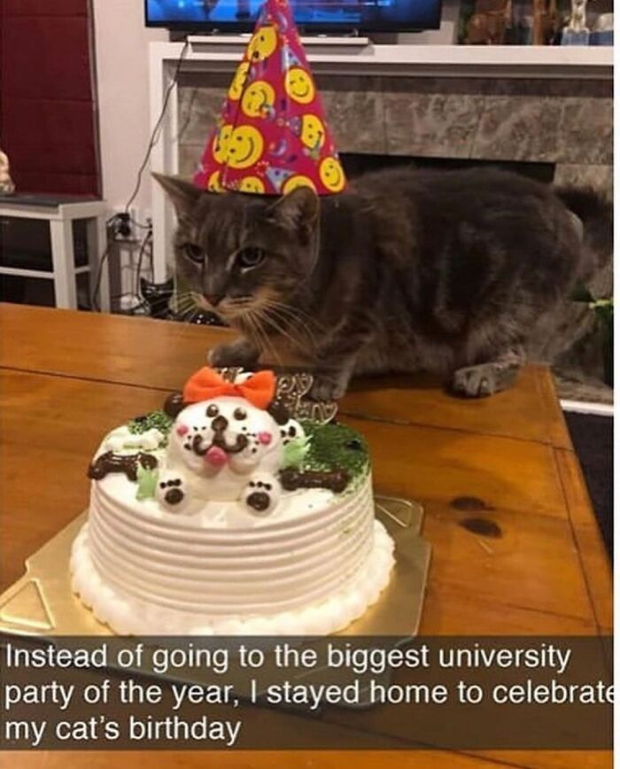 If You Can&rsquo;t Think Of A Better Way To Spend Your Time Than Looking At Cat Memes, These 115 Posts Are For You