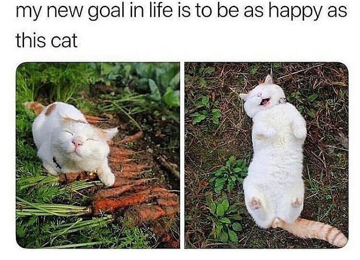 If You Can&rsquo;t Think Of A Better Way To Spend Your Time Than Looking At Cat Memes, These 115 Posts Are For You