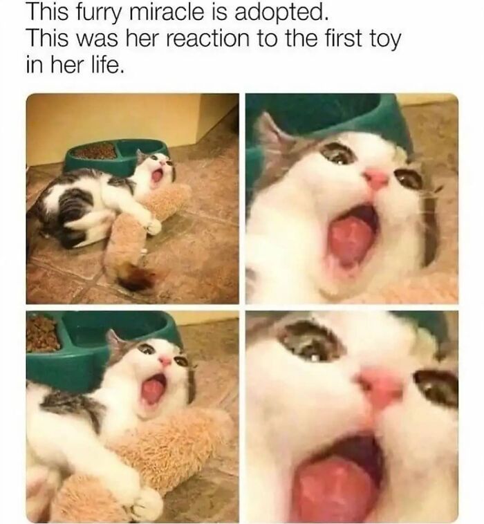 If You Can&rsquo;t Think Of A Better Way To Spend Your Time Than Looking At Cat Memes, These 115 Posts Are For You