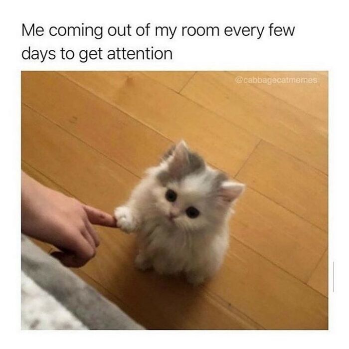 If You Can&rsquo;t Think Of A Better Way To Spend Your Time Than Looking At Cat Memes, These 115 Posts Are For You