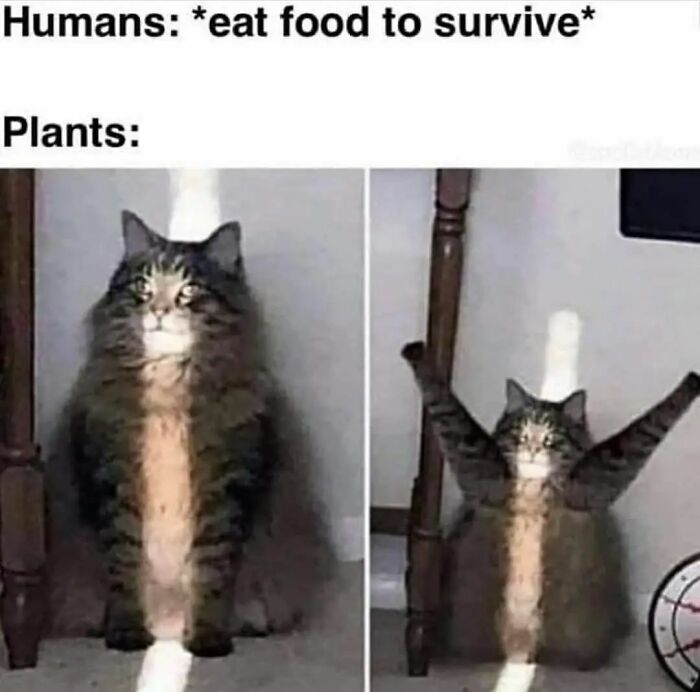 If You Can&rsquo;t Think Of A Better Way To Spend Your Time Than Looking At Cat Memes, These 115 Posts Are For You