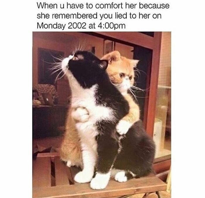 If You Can&rsquo;t Think Of A Better Way To Spend Your Time Than Looking At Cat Memes, These 115 Posts Are For You