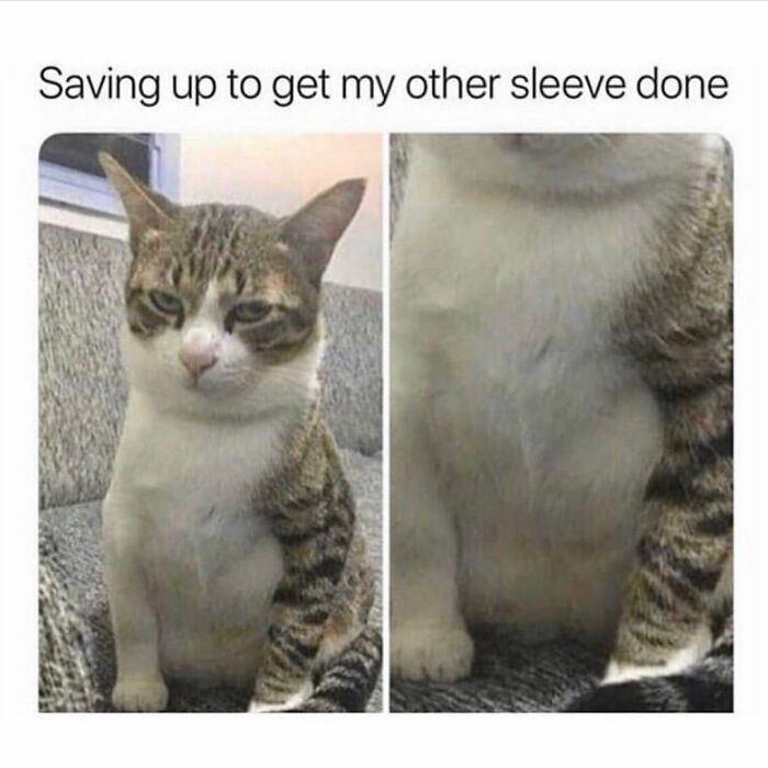 If You Can&rsquo;t Think Of A Better Way To Spend Your Time Than Looking At Cat Memes, These 115 Posts Are For You